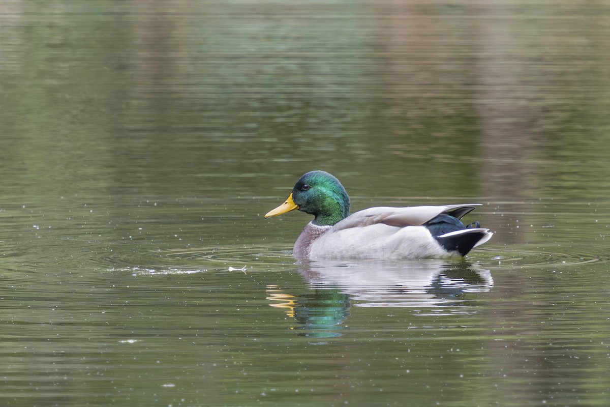 Mallard - ML643301483