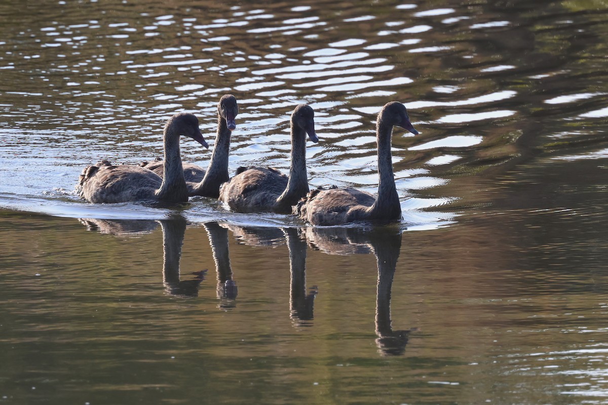 Black Swan - ML643301489