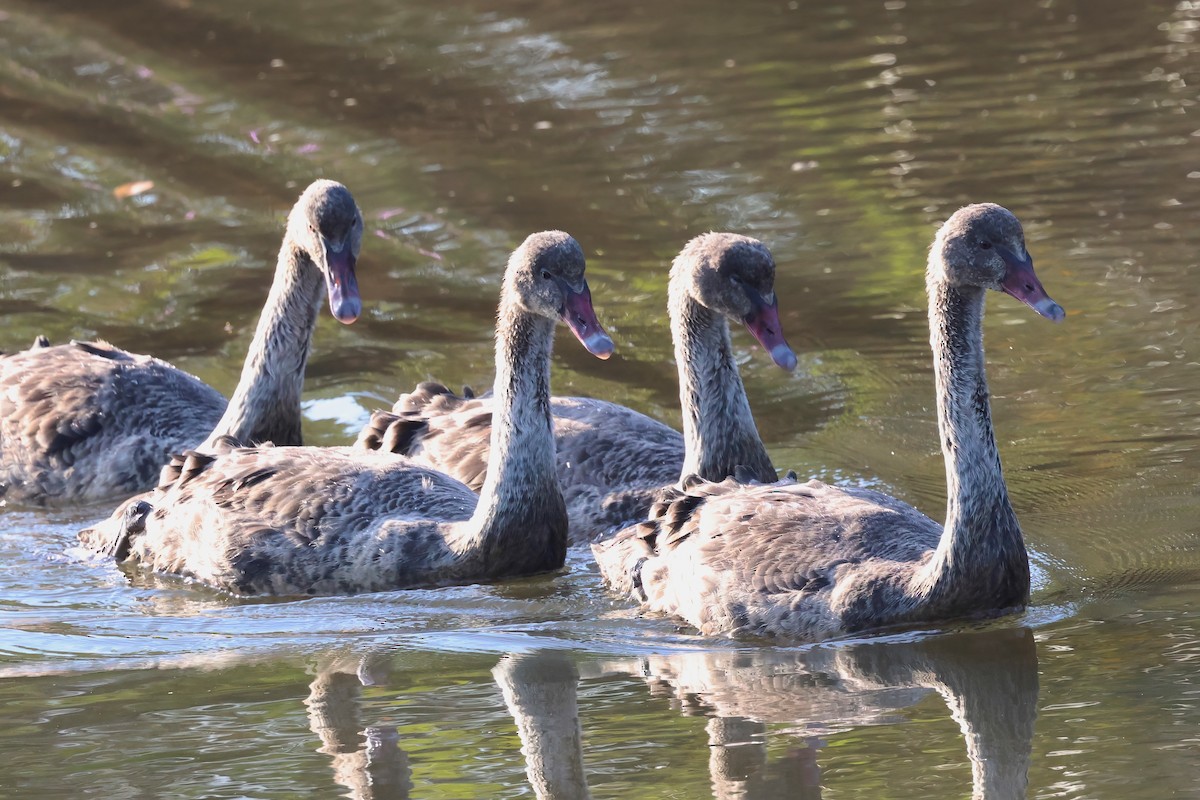 Black Swan - ML643301490