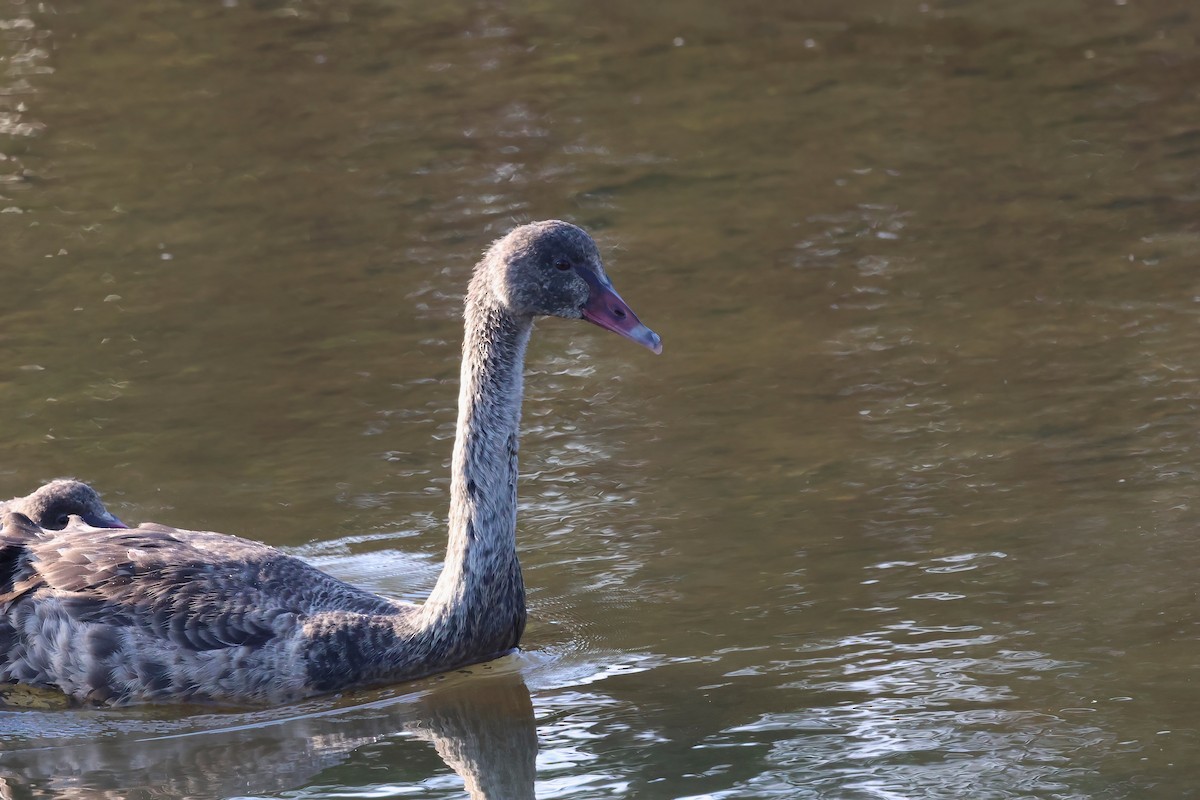 Black Swan - ML643301491