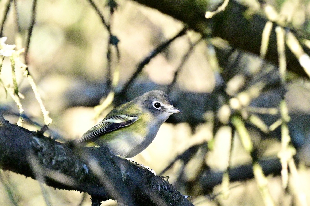 Blue-headed Vireo - ML643301494