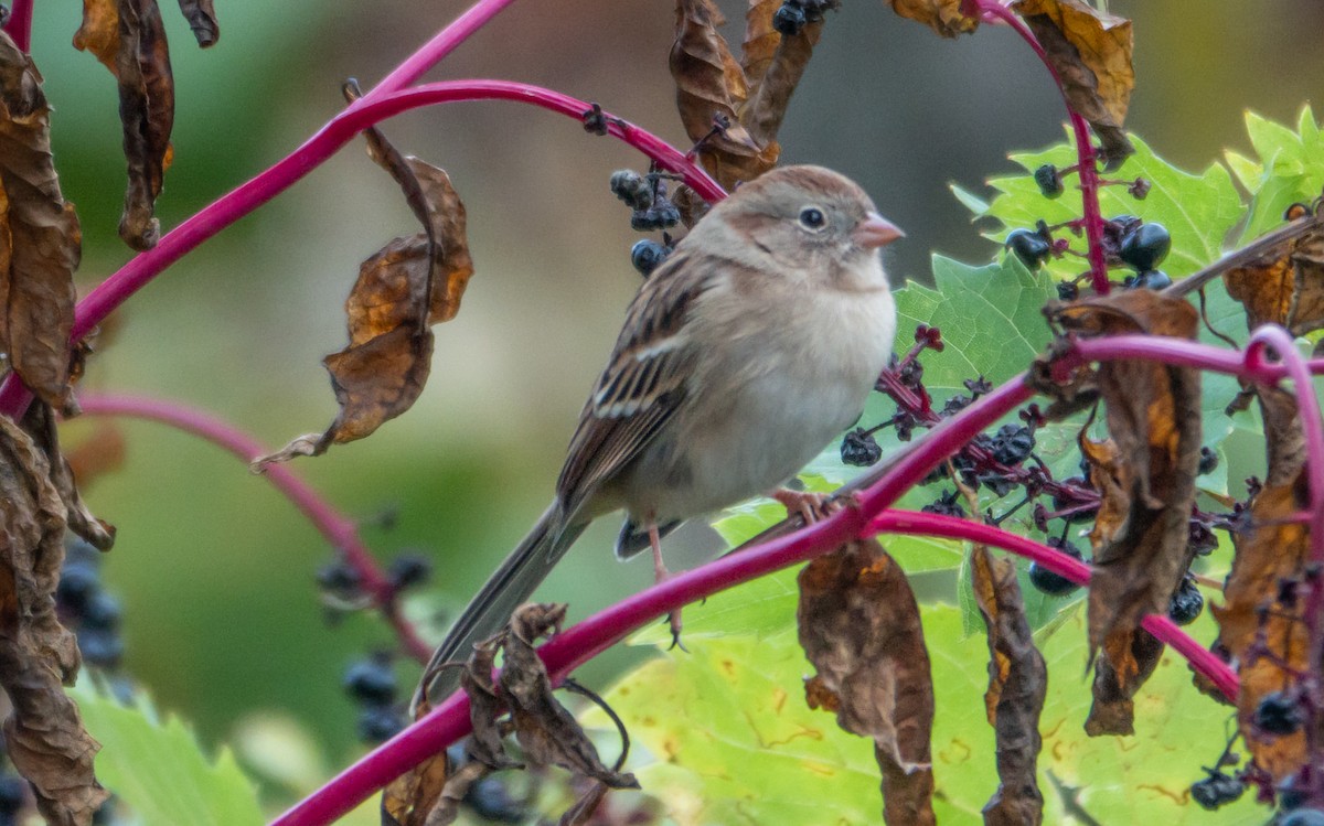 Field Sparrow - ML643301504