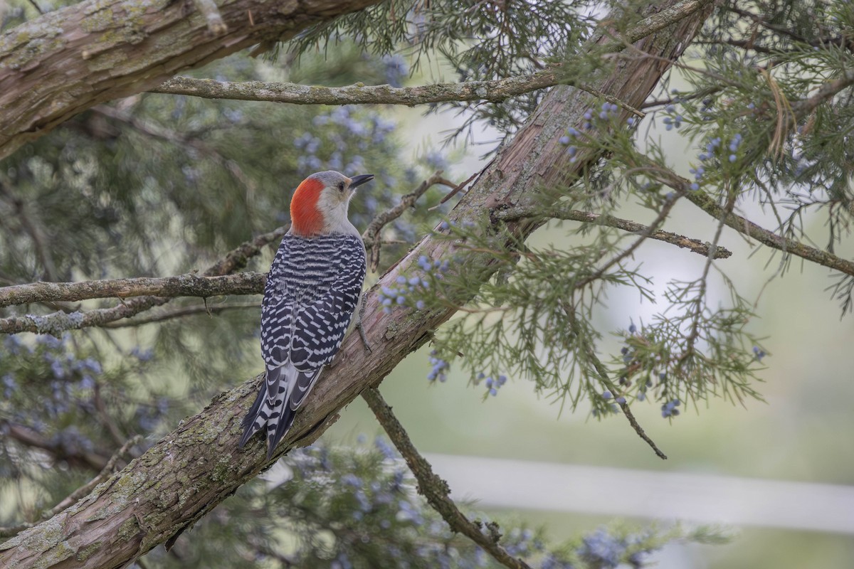 Red-bellied Woodpecker - ML643301509
