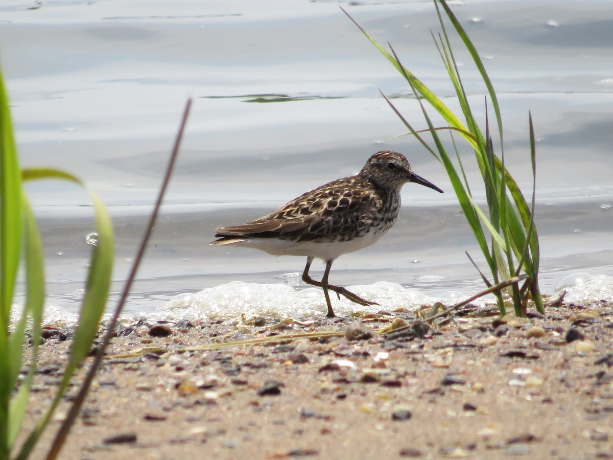 Least Sandpiper - ML643301513
