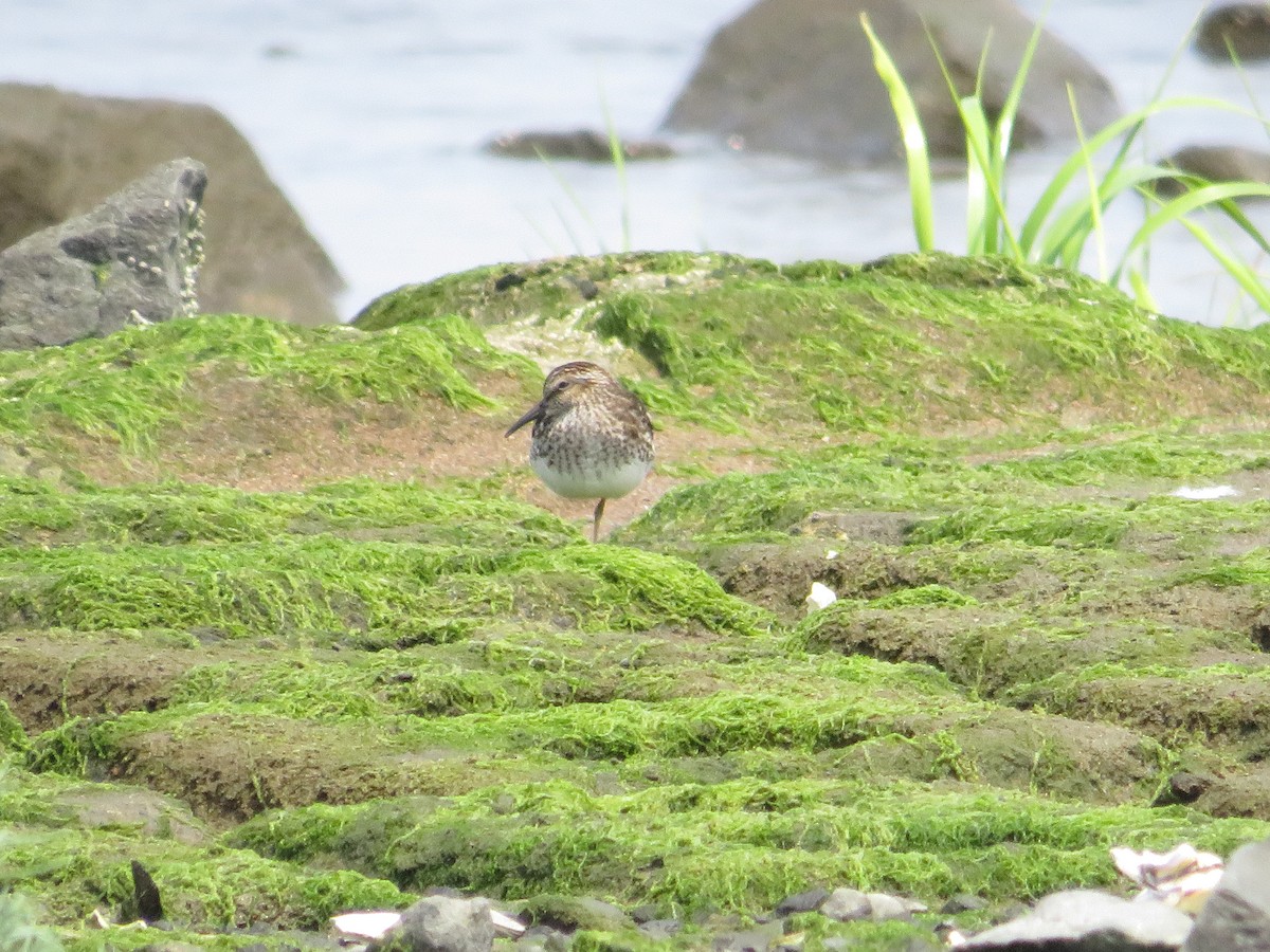 Least Sandpiper - ML643301514