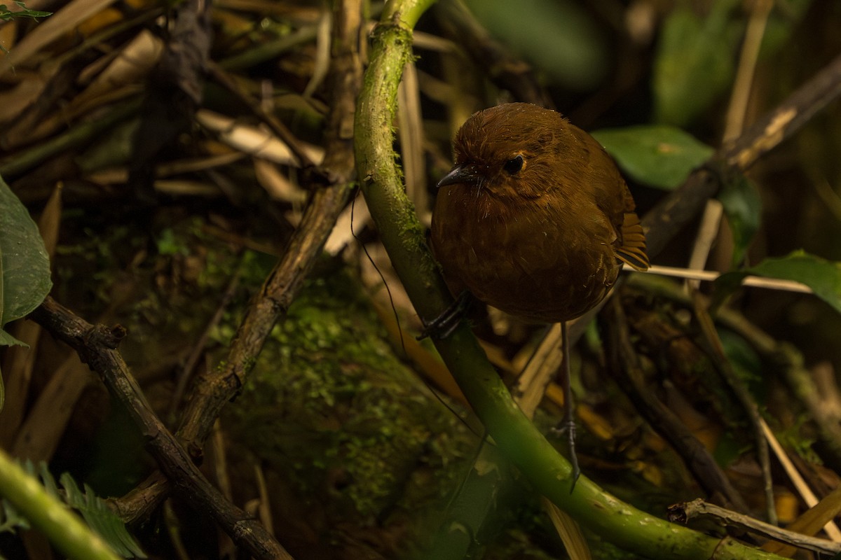 Equatorial Antpitta - ML643301515