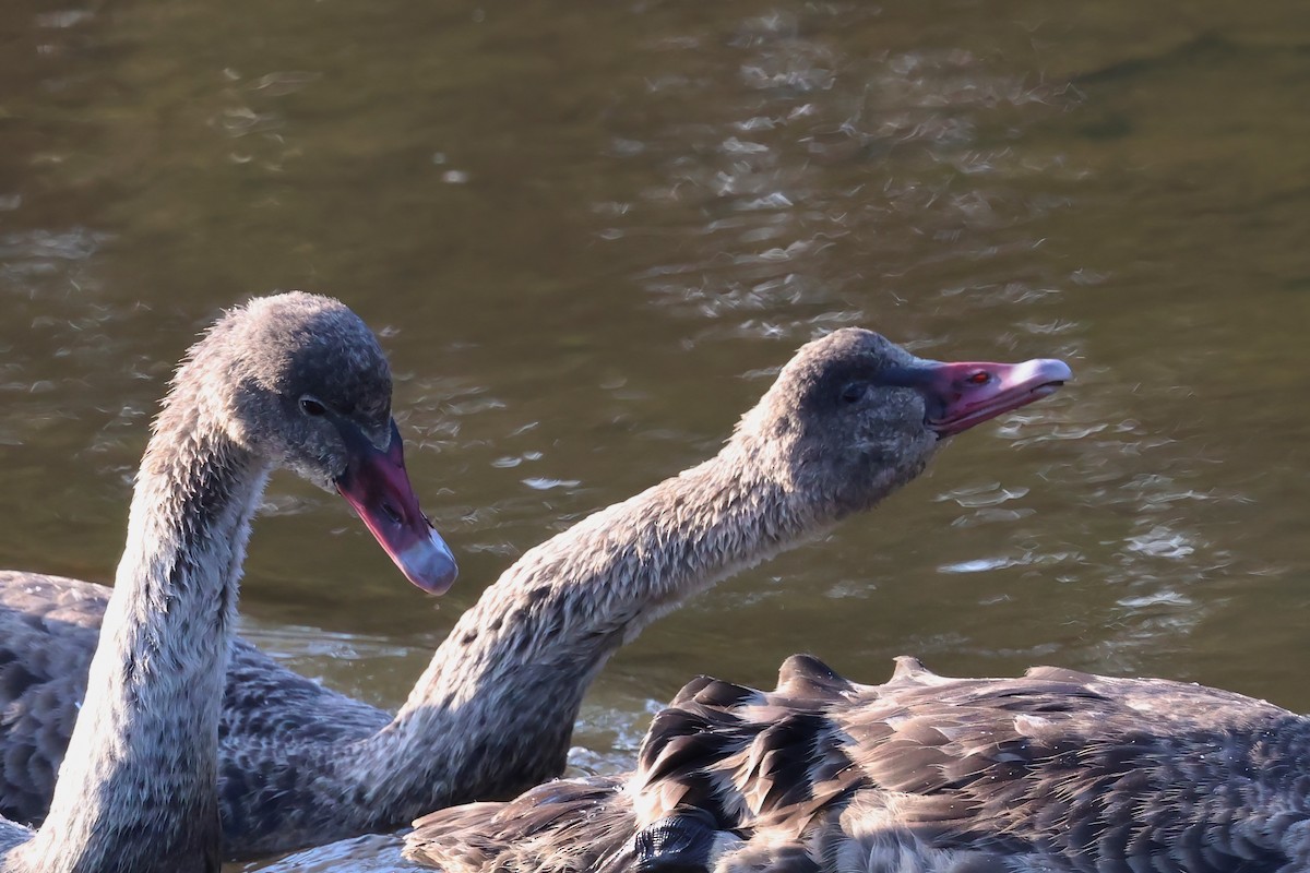 Black Swan - ML643301520