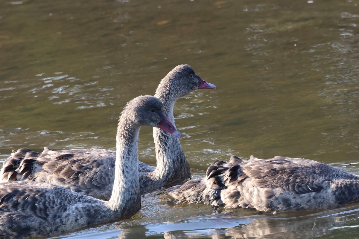 Black Swan - ML643301521
