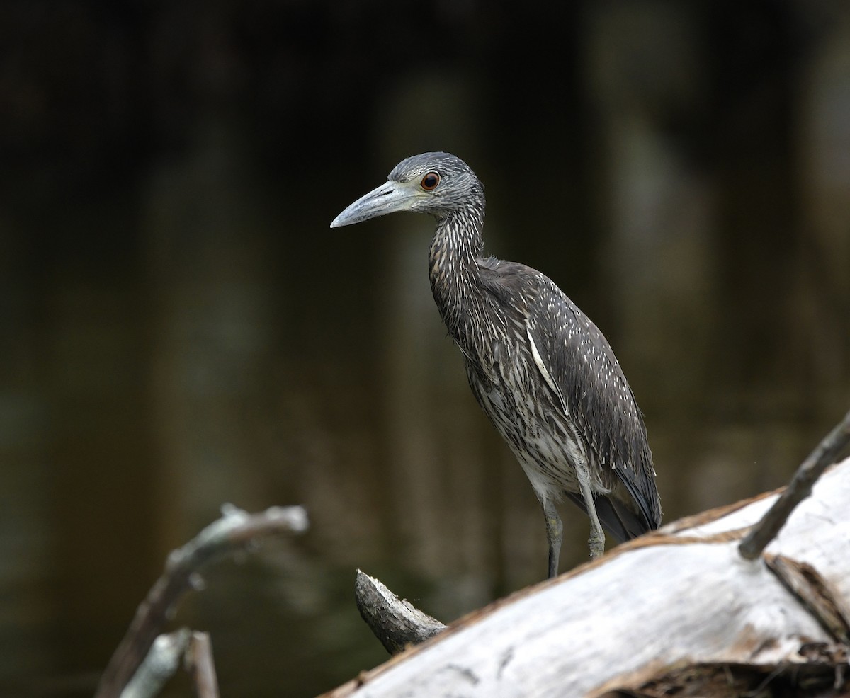 Yellow-crowned Night Heron - ML643301524