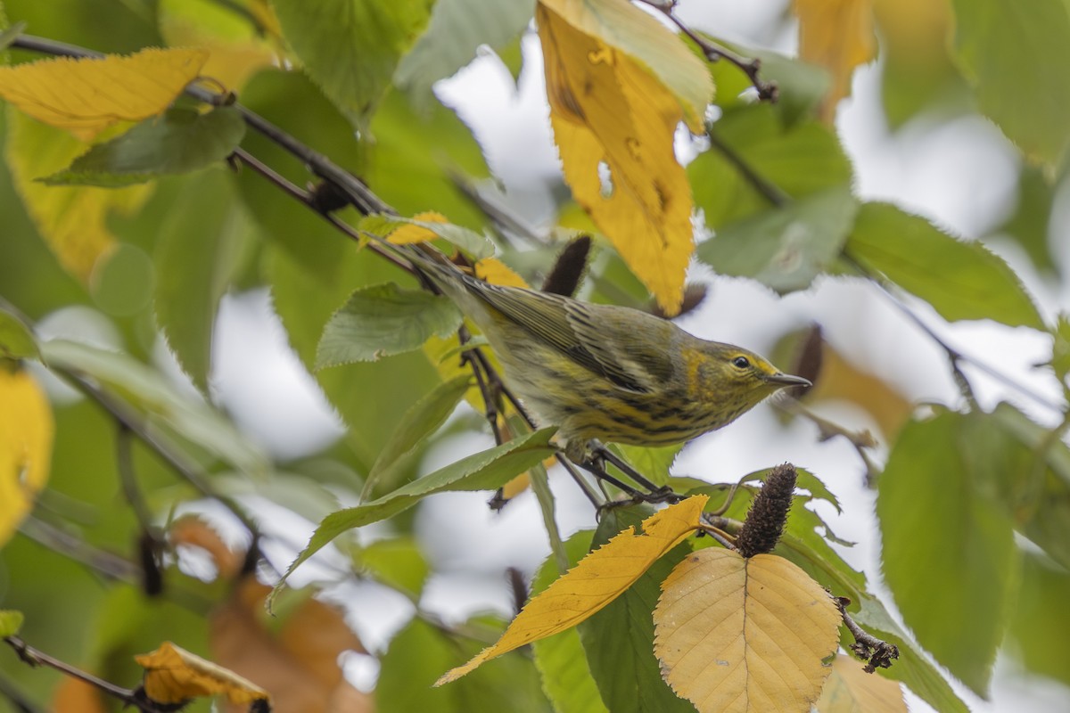 Cape May Warbler - ML643301542