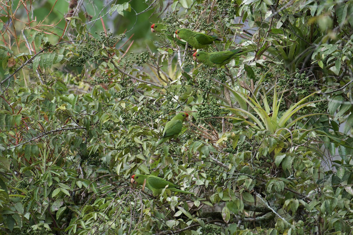 aratinga červenočelý - ML643301545