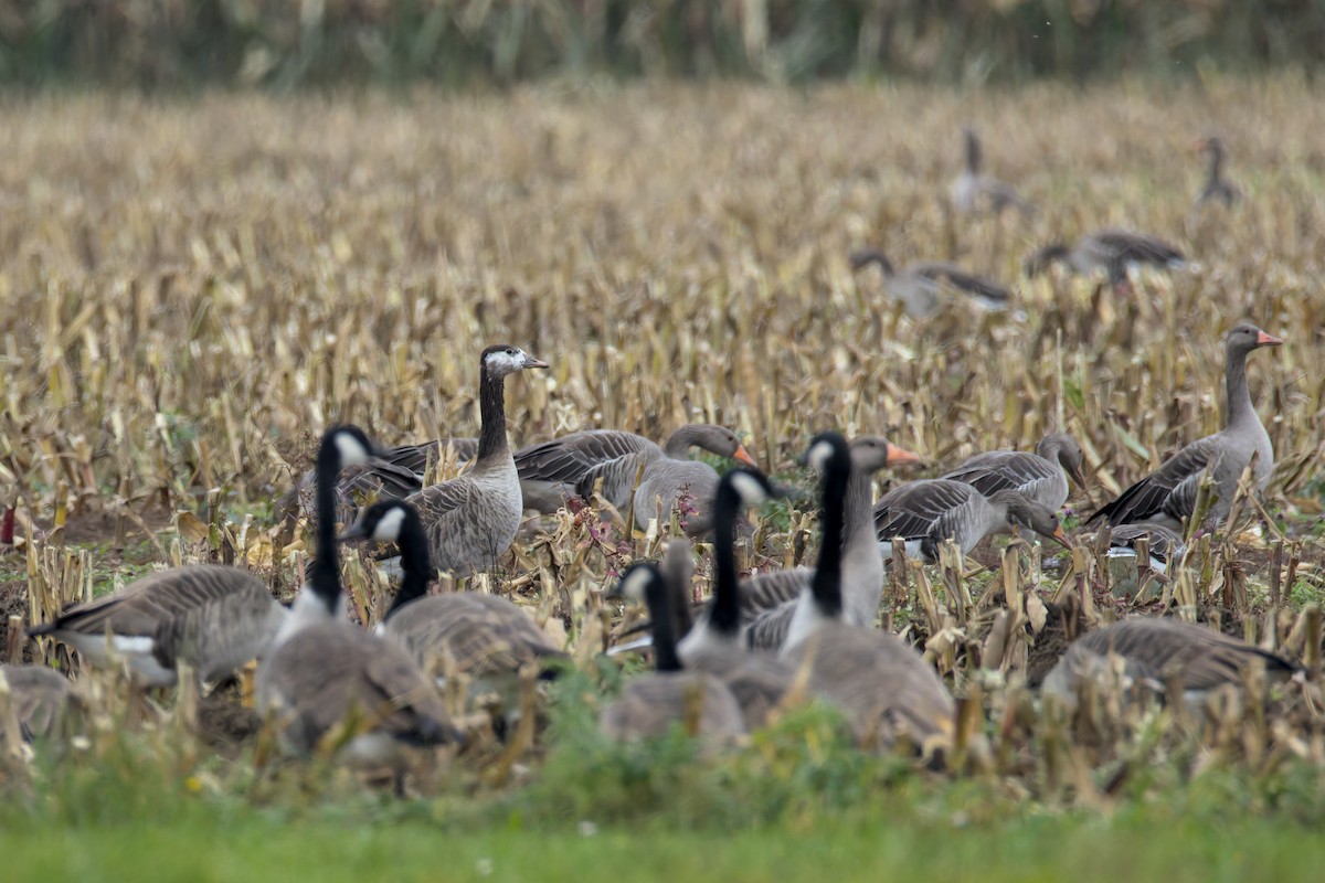 Graylag x Canada Goose (hybrid) - ML643301552