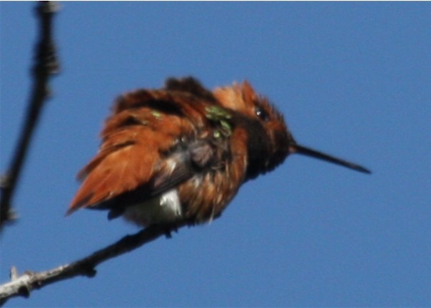 Rufous/Allen's Hummingbird - ML643301572