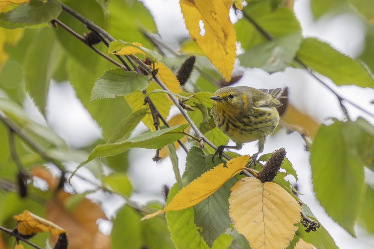 Cape May Warbler - ML643301582