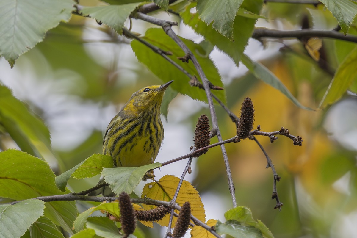 Cape May Warbler - ML643301583