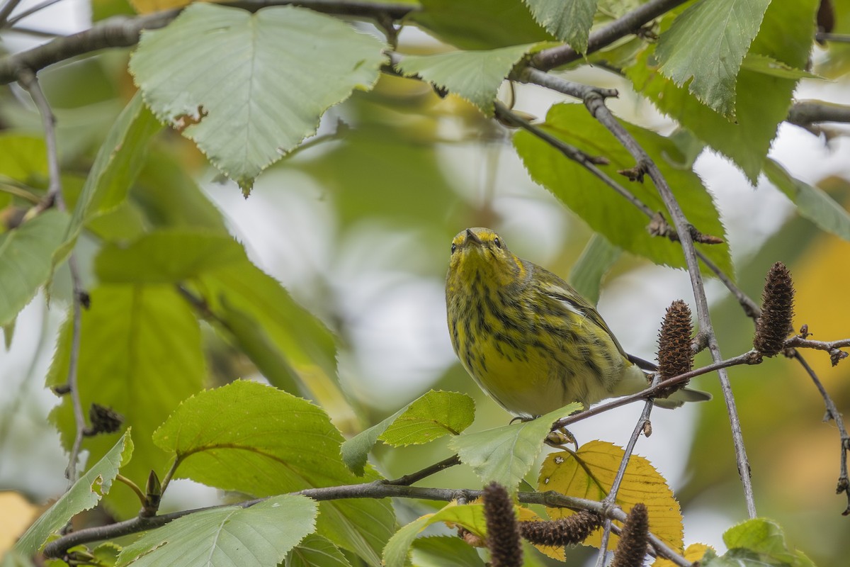 Cape May Warbler - ML643301584