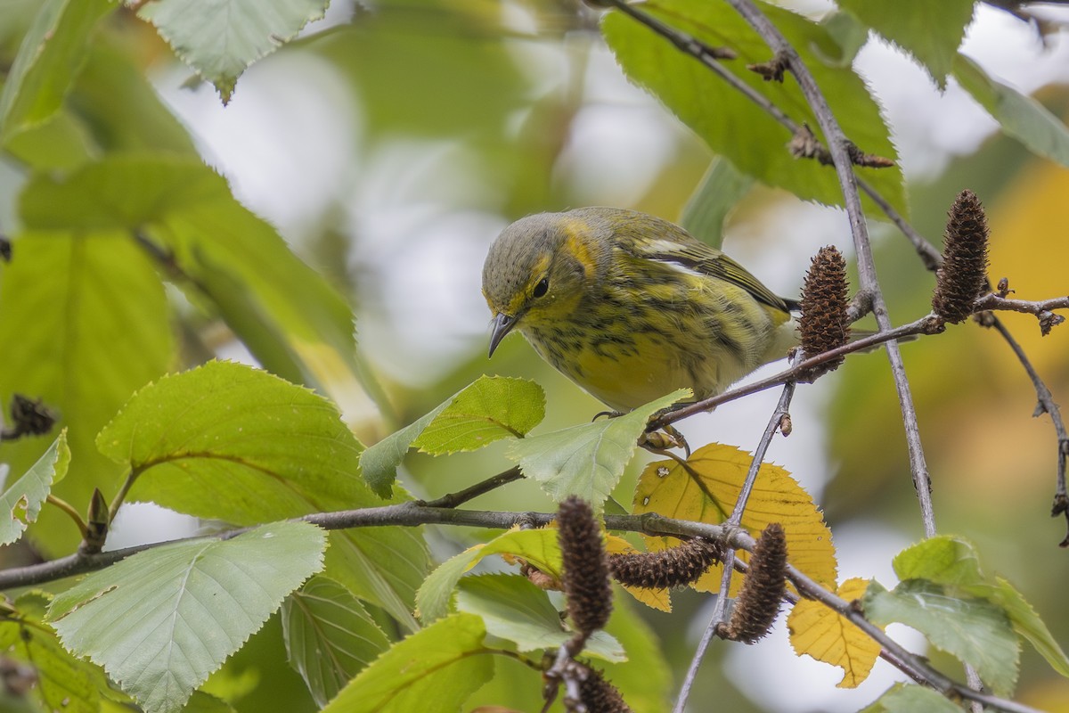 Cape May Warbler - ML643301585