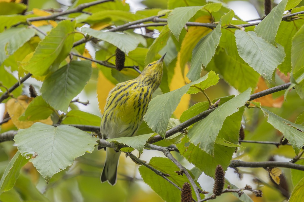 Cape May Warbler - ML643301586
