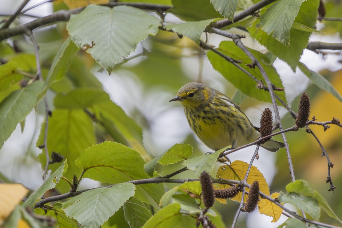 Cape May Warbler - ML643301587