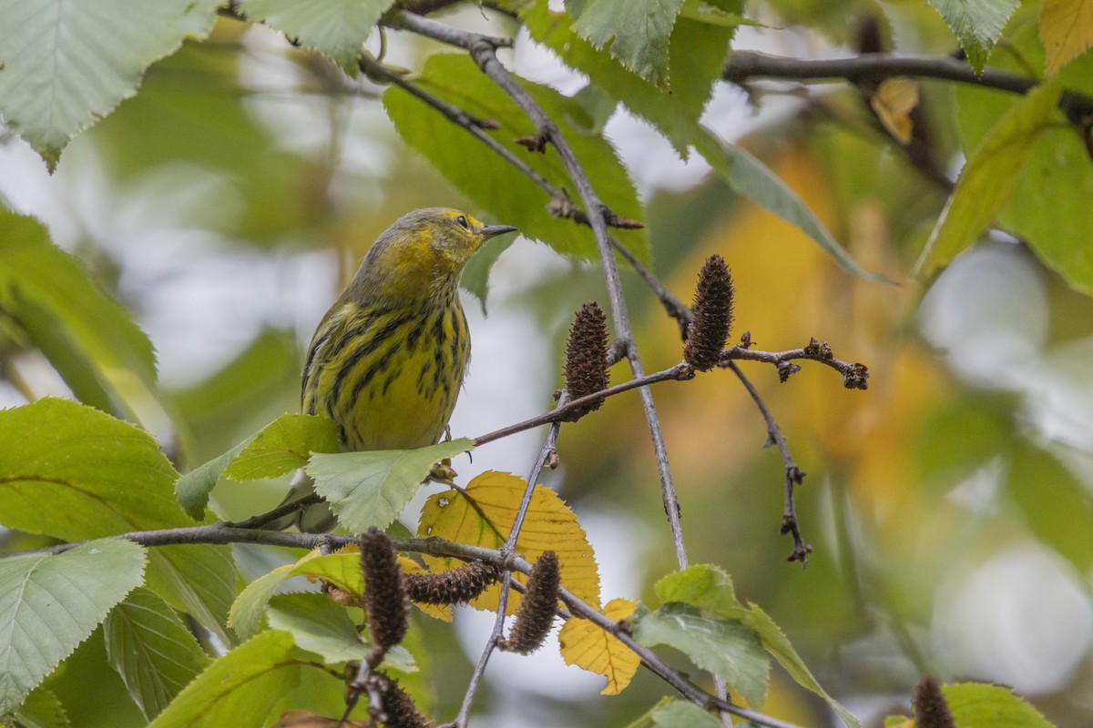Cape May Warbler - ML643301588