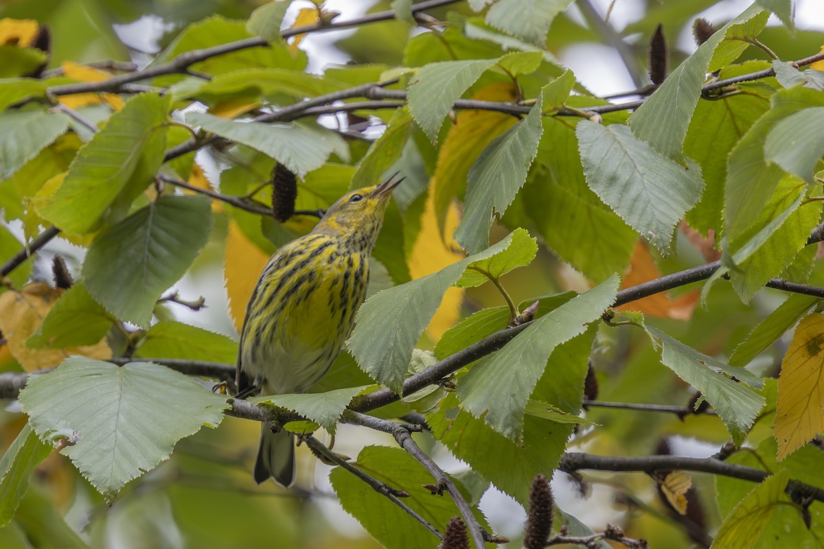 Cape May Warbler - ML643301589