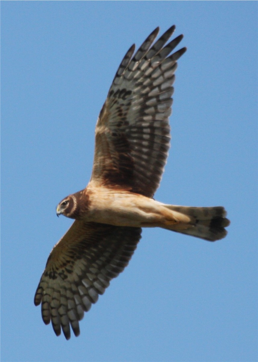 Northern Harrier - ML643301593