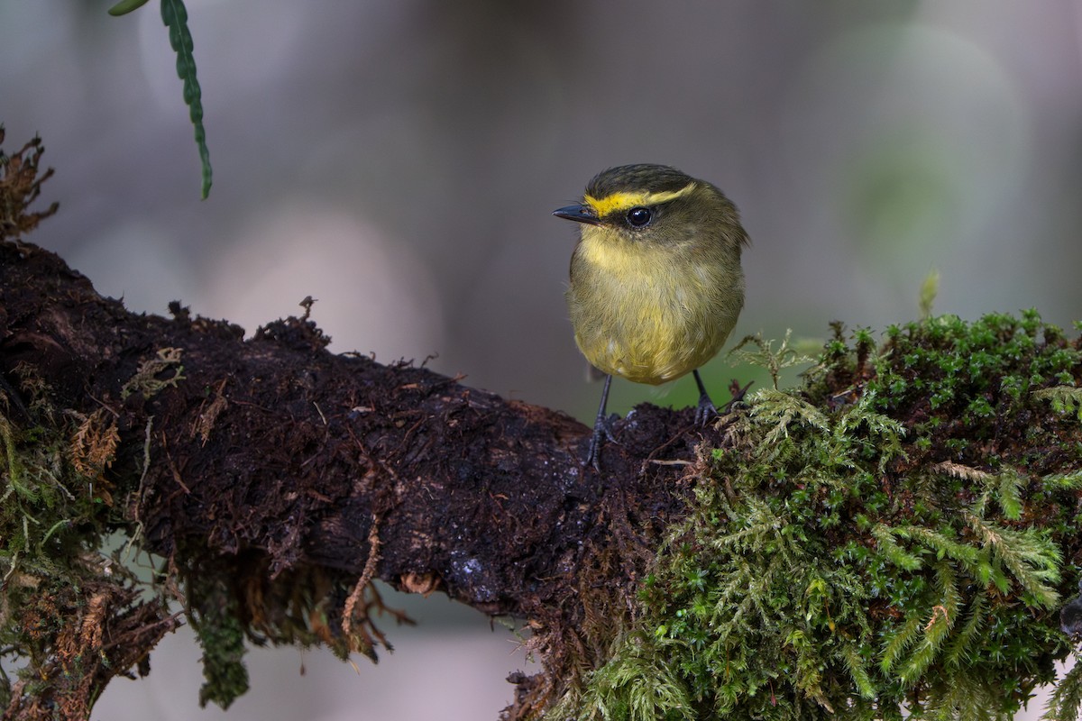 Yellow-bellied Chat-Tyrant - ML643301620