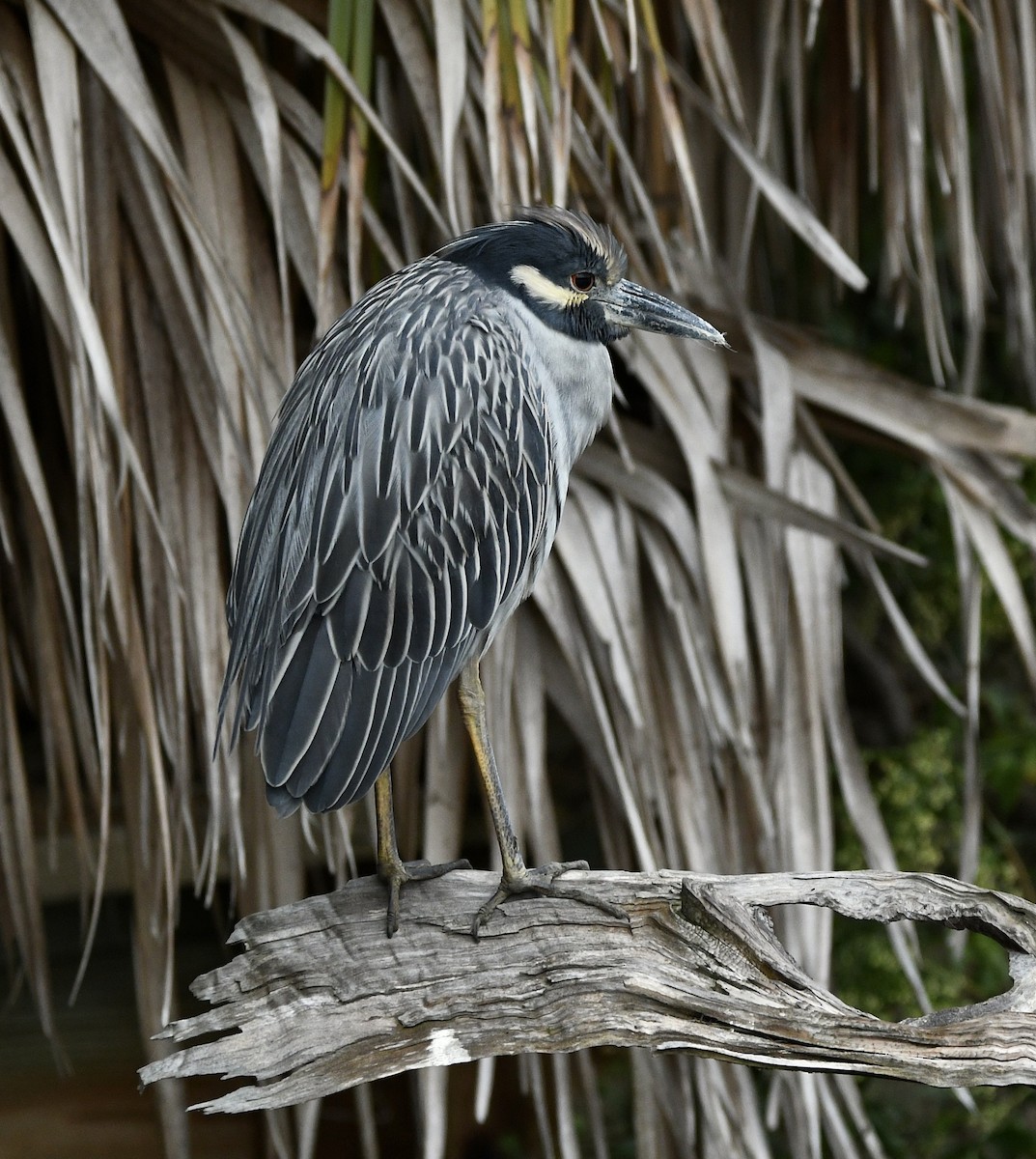 Yellow-crowned Night Heron - ML643301621