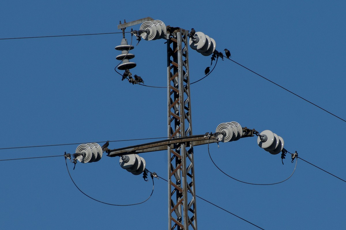 Spotless Starling - ML643301640