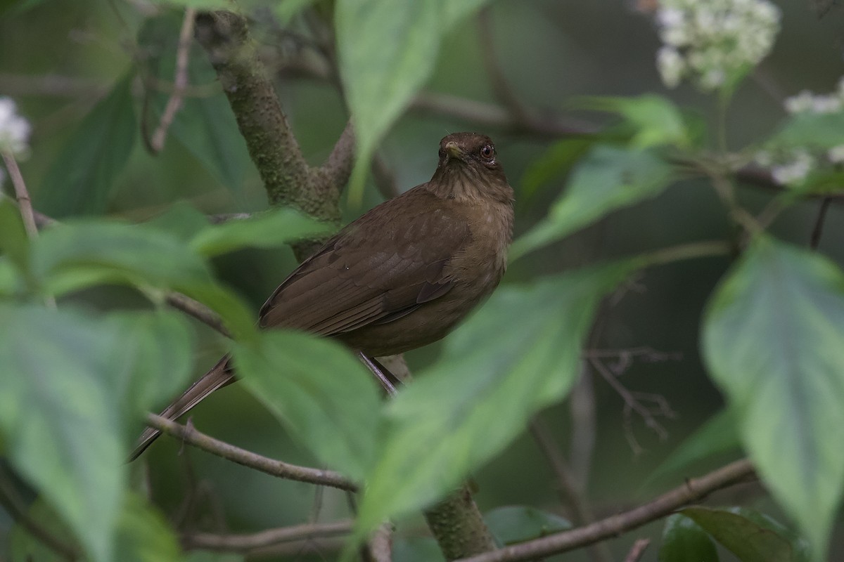 Clay-colored Thrush - ML643301658