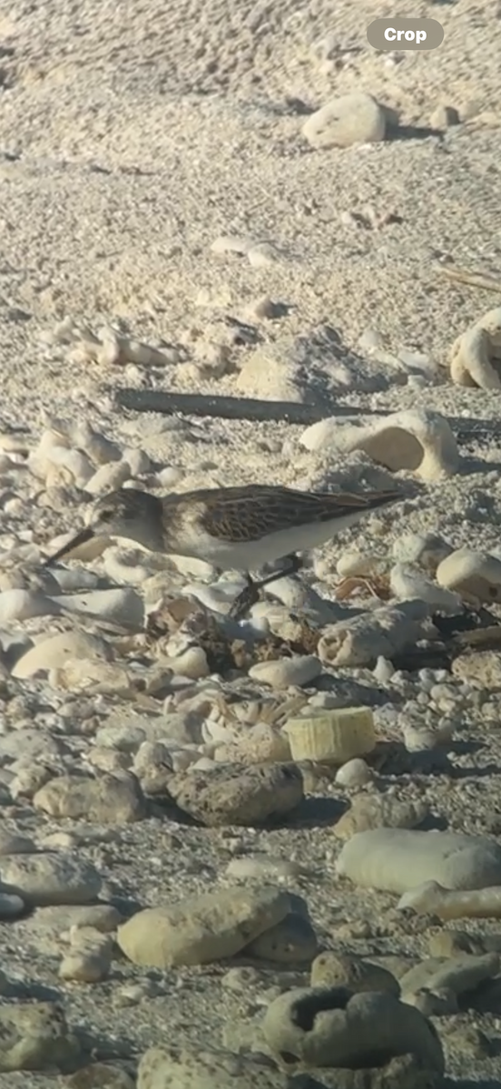 Western Sandpiper - ML643301659