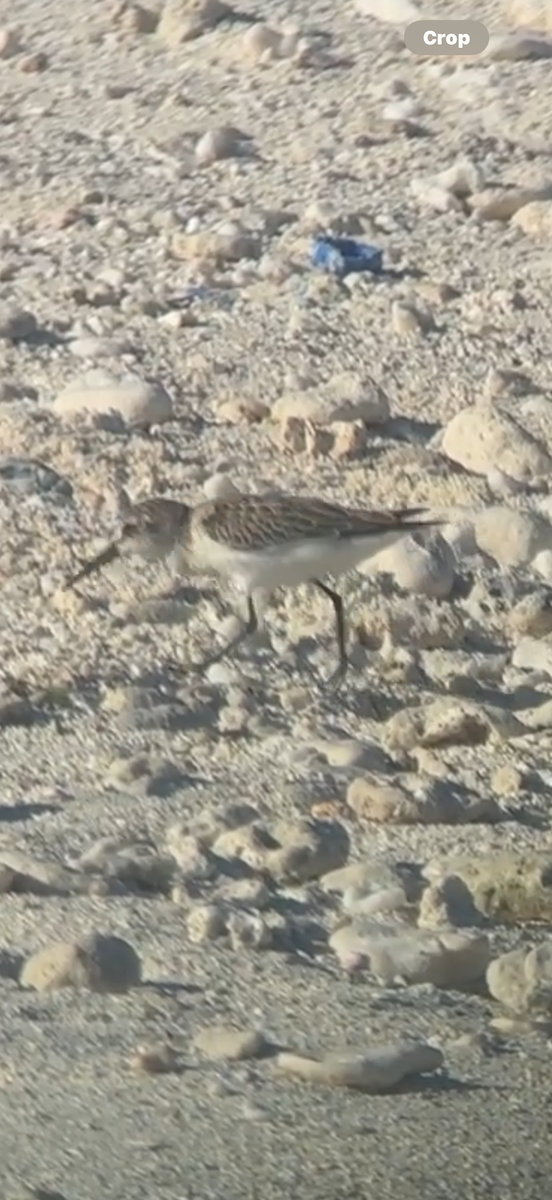 Western Sandpiper - ML643301660