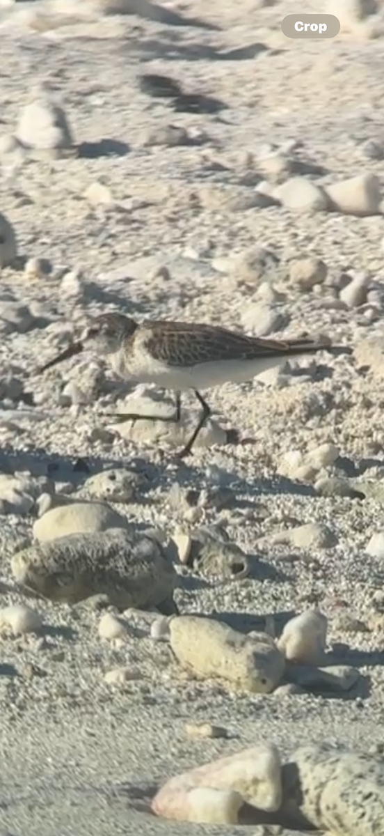 Western Sandpiper - ML643301661