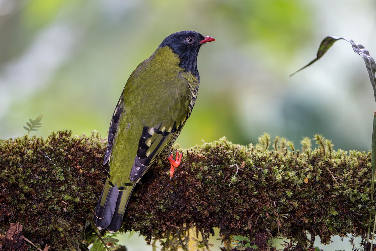Cotinga barré - ML643301678