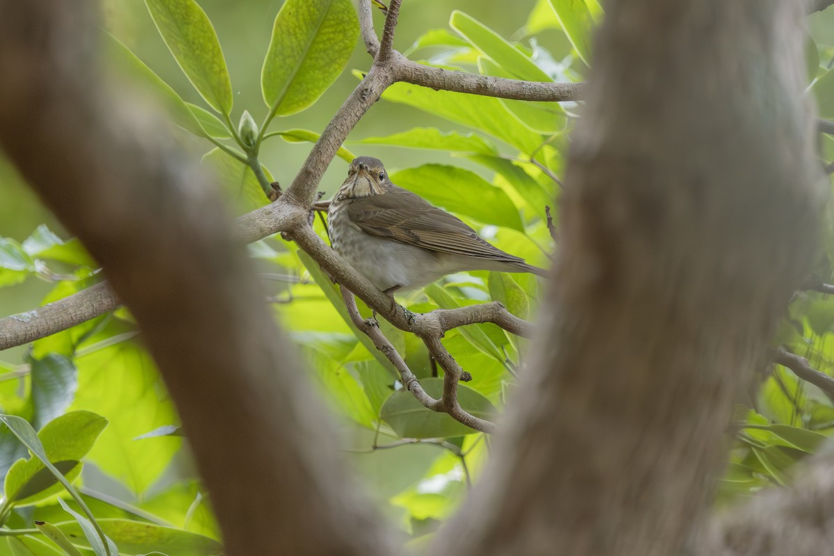 Swainson's Thrush - ML643301679