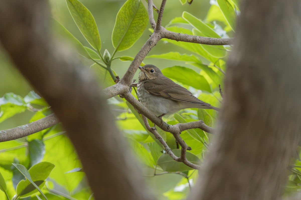 Swainson's Thrush - ML643301680