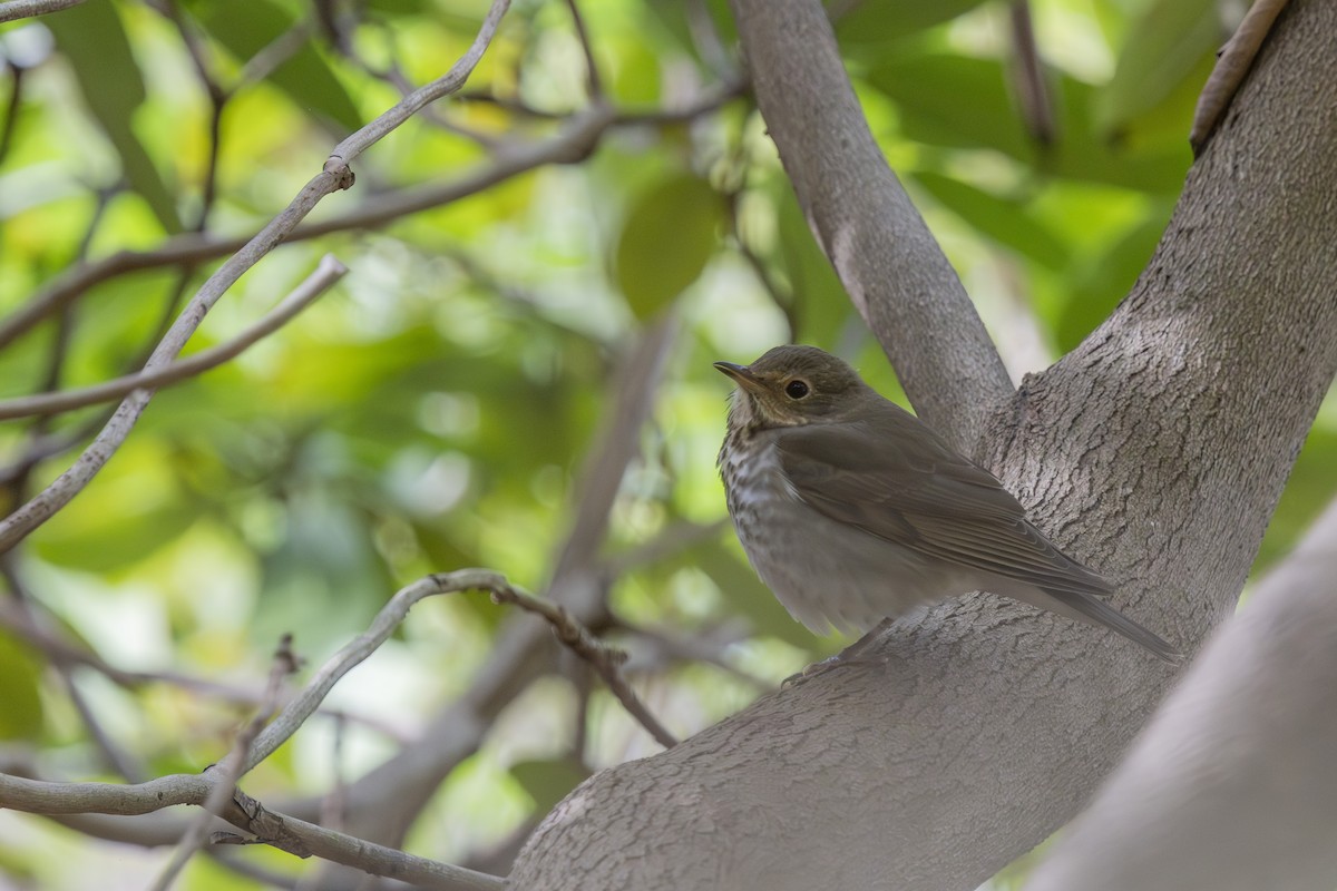 Swainson's Thrush - ML643301681