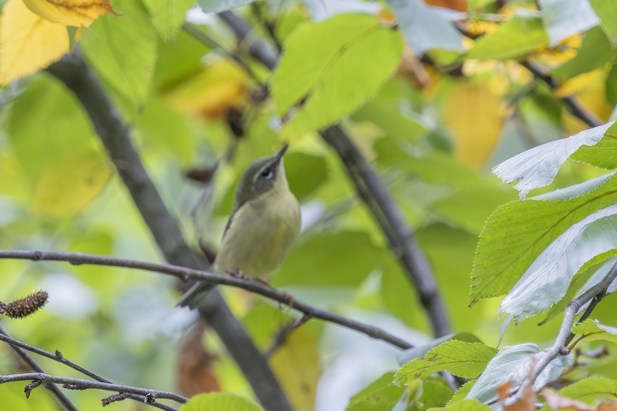 Black-throated Blue Warbler - ML643301705