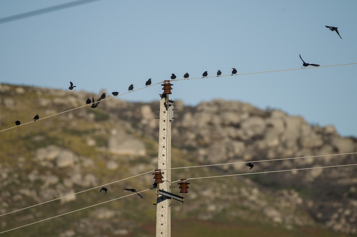 Spotless Starling - ML643301708