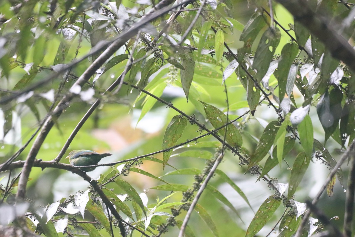 Green Honeycreeper - ML643301718