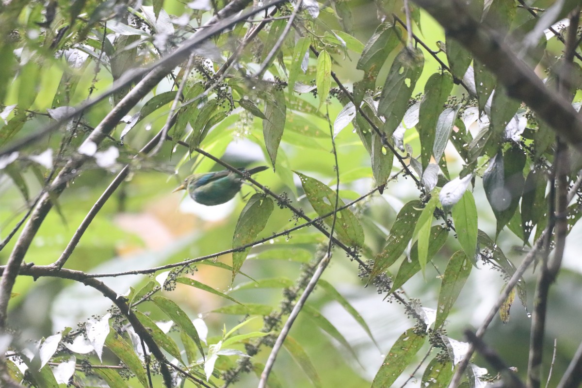 Green Honeycreeper - ML643301720