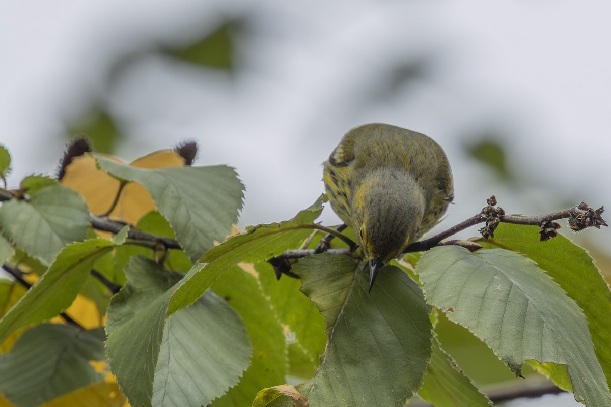 Cape May Warbler - ML643301723