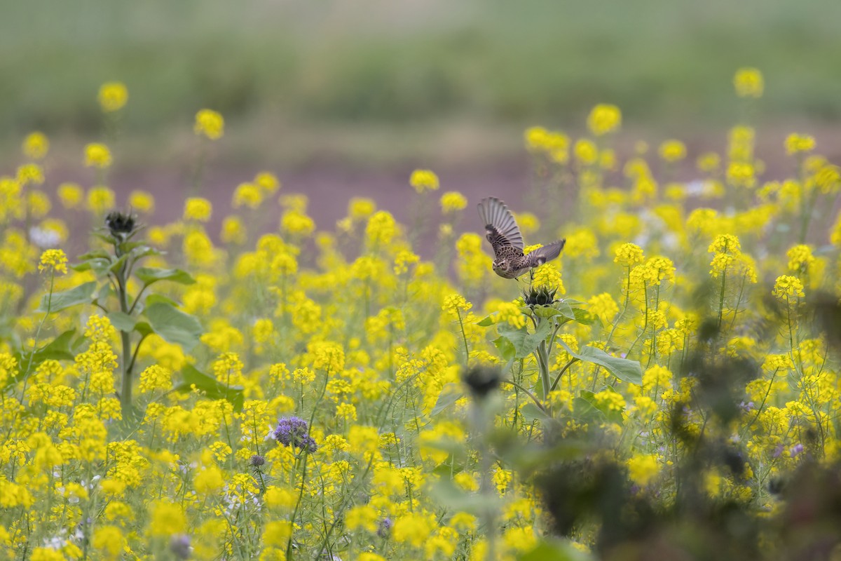 Whinchat - ML643301730