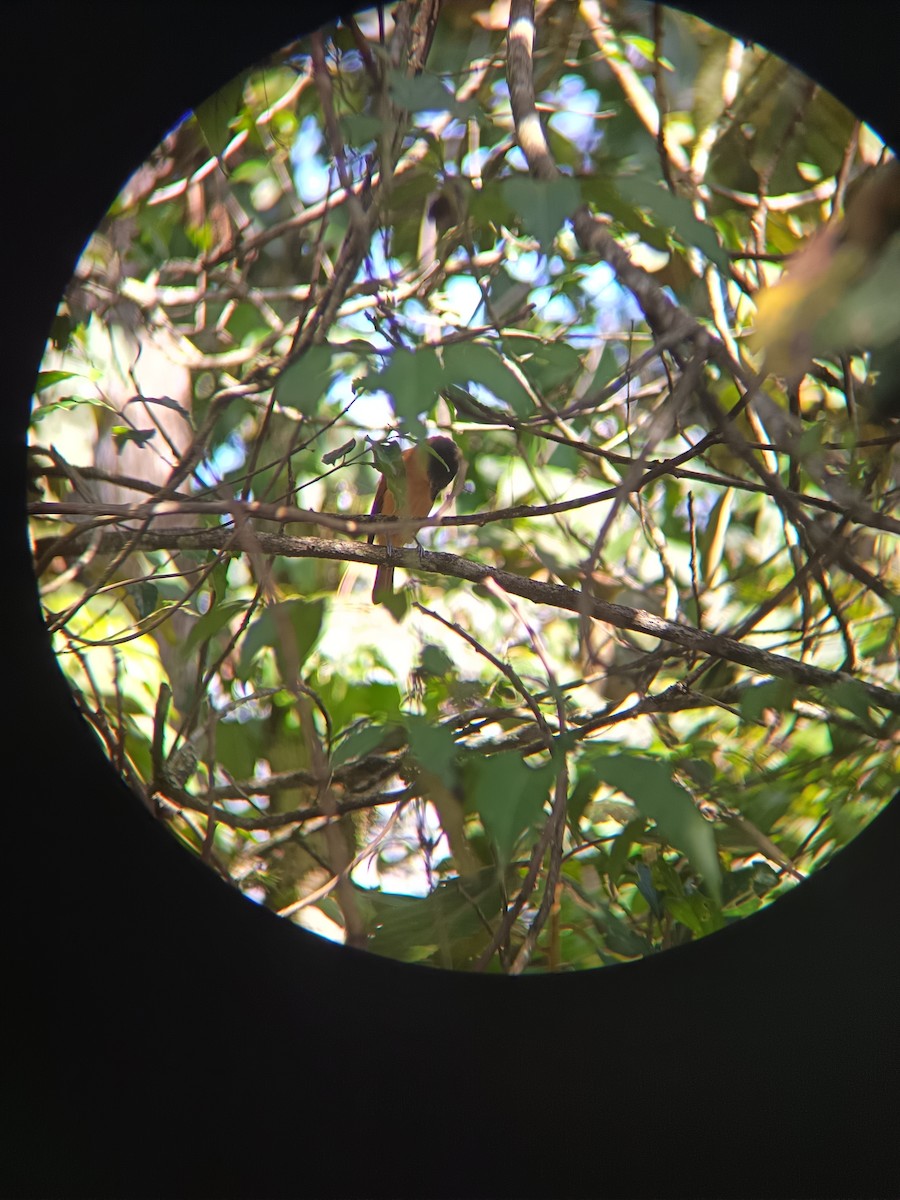 Rose-throated Becard - ML643301732