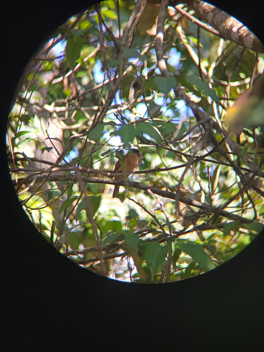 Rose-throated Becard - ML643301733