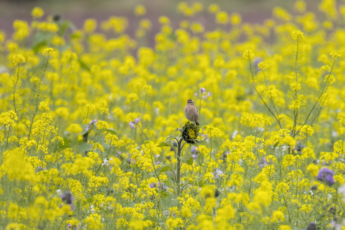 Whinchat - ML643301738