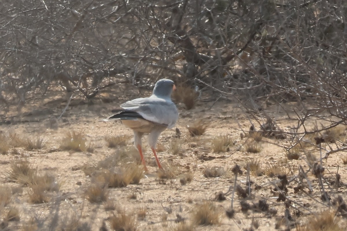 Pale Chanting-Goshawk - ML643301740