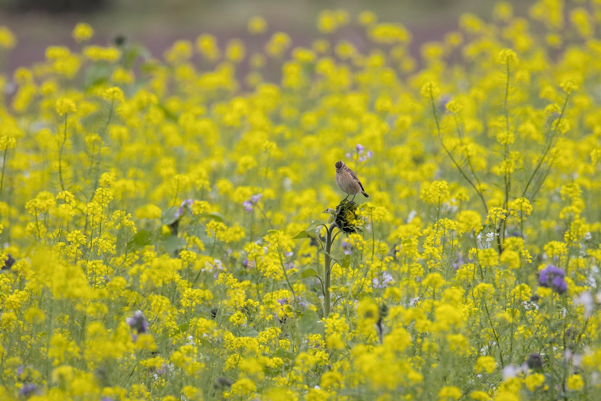 Whinchat - ML643301743