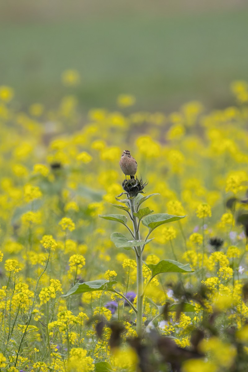 Whinchat - ML643301747