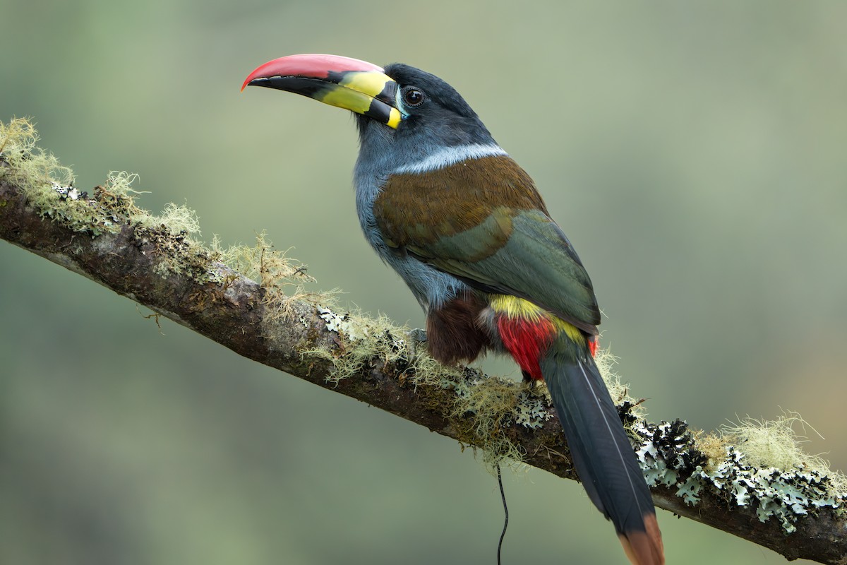 Toucan bleu - ML643301758